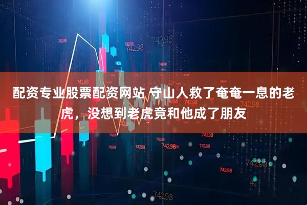 配资专业股票配资网站 守山人救了奄奄一息的老虎，没想到老虎竟和他成了朋友